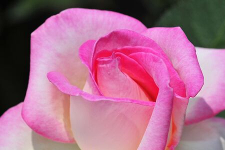 Rose flowerの写真素材