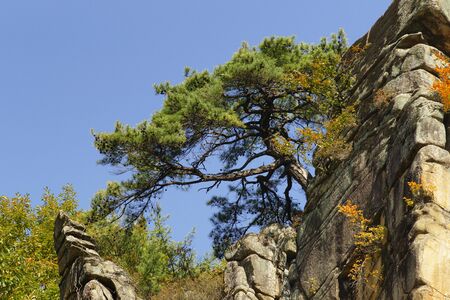 Pine tree with blue skyの写真素材