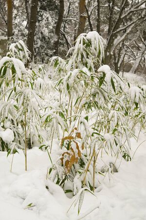 Winter, snow, bamboo.landscape, winterの写真素材