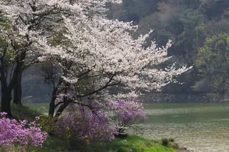 Spring, Cherry blossoms, Rhododendron, Forsythia, Pine, Lake, Pink, Landscapeの写真素材