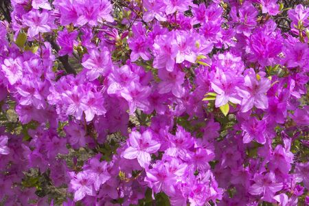Spring, rhododendron, flowers, pink, beautiful, lush, blooming, pretty, colour, plants, sunlight, nature,の写真素材