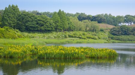 Spring, Lake, Nature, Landscape, Yellow water flag iris, Parkの写真素材
