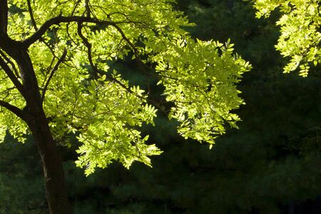 Backlight, counterlight, light green, wood, landscapeの写真素材