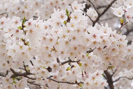 Cherry blossoms, spring, april, spring flowers, beautiful, gorgeous, rich, blossoming, pretty, bright imagesの写真素材
