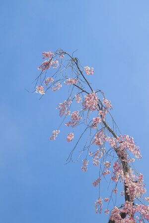 Cherry blossoms, drooping, flowering, flowering tree, flower bud ,, spring, april, spring flowersの写真素材