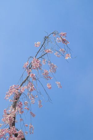 Cherry blossoms, drooping, flowering, flowering tree, flower bud, spring, april, spring flowersの写真素材