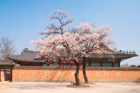 Spring, Gyeongbokgung Palace, cultural assets, cultural, tiled roof, Palaceのeditorial素材