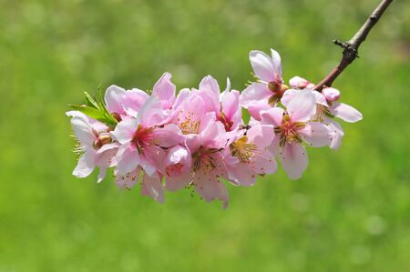 peach blossom, flower, spring, spring flowers, nature, trees, petals, beautiful, prettyの写真素材