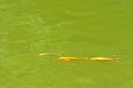 carp, pond, garden, bait, animal, many, fish, water, summer, landscape, life, koreaの写真素材