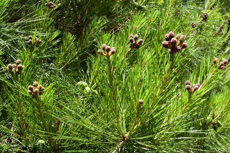 Pine, pine tree flower, pine cones, pine sprouts, trees, conifers, plantsの写真素材