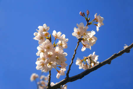 Cherry blossoms, spring, april, spring flowersの写真素材