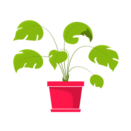 Beautiful monstera, tropical potted home indoor plant. Vector illustration isolated on white background. Trendy house decor icon. Houseplant with big green leaves in pink pot.のイラスト素材