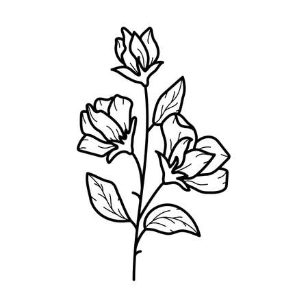 Beautiful sweet pea flower with leaves, line art plant branch. Garden summer blossom. Vector botanical illustration in black outline isolated on white backgroundのイラスト素材