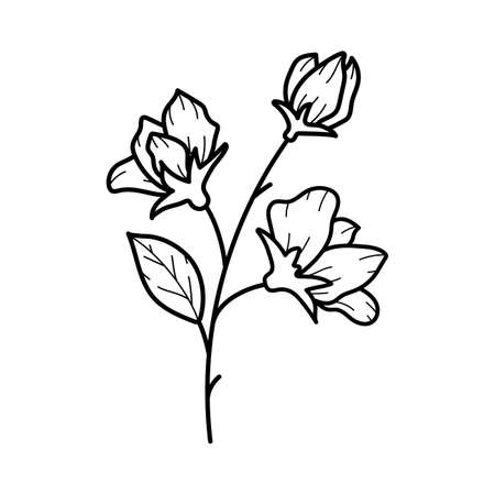 Beautiful sweet pea flower with leaves, line art plant branch. Garden summer blossom. Vector botanical illustration in black outline isolated on white backgroundのイラスト素材