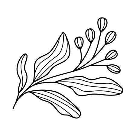 Doodle line art branch with leaves and berries. Hand drawn twig plant with flower buds, monochrome linear garden floral elements. Vintage botanical natural illustrations in outline style.のイラスト素材