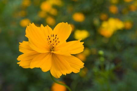 Beautiful Floralの写真素材