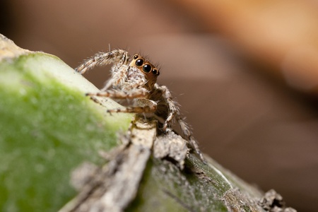 jumping spider sitting on green wood macro shot
