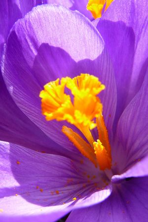Deep purple crocus, with a brilliant yellow stamen taking in the sunshine on a spring morningの写真素材