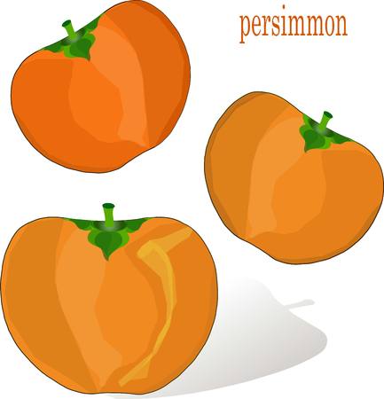 Hand drawn painting orange persimmons on white, stock vector illustrationのイラスト素材