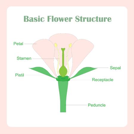 Scheme of basic flower structure. Learning biology stock vector illustrationのイラスト素材