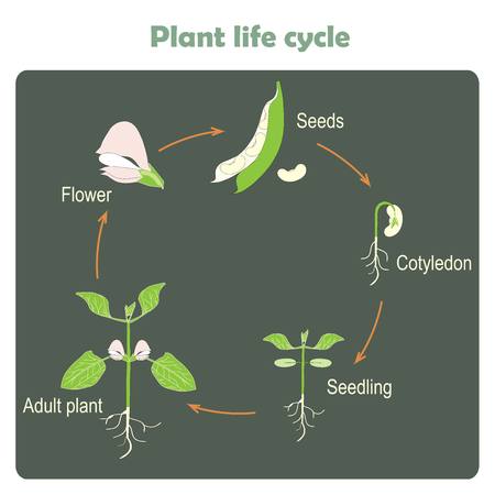 Scheme of plant life cycle. Learning biology stock vector illustrationのイラスト素材