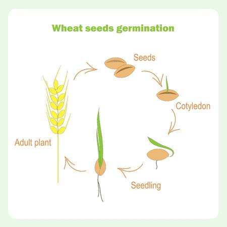 Scheme of Wheat seed germination. Learning biology stock vector illustrationのイラスト素材