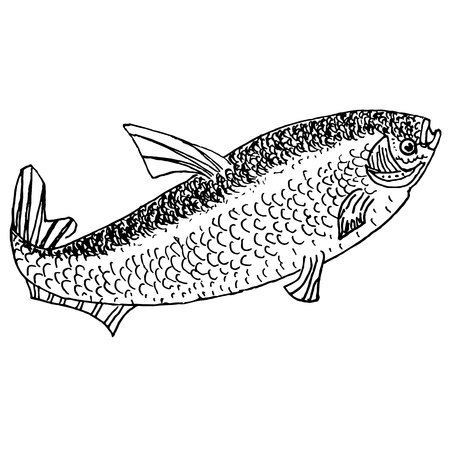 Hand drawn ink monochrome sketch of fish stock vector illustration on whiteのイラスト素材