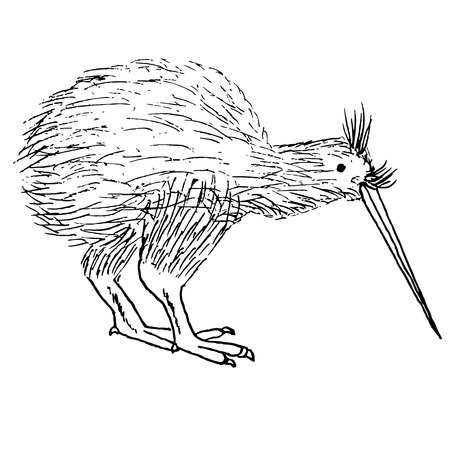 Hand drawn ink monochrome bird kiwi sketch stock vector illustrationのイラスト素材