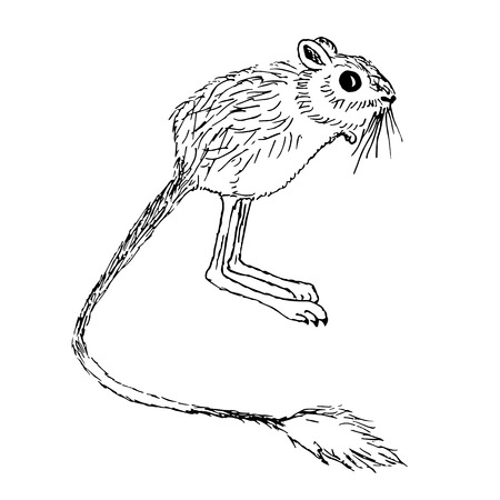 Hand drawn ink monochrome five-toed pygmy jerboa sketch stock vector illustrationのイラスト素材