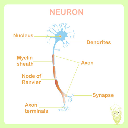 Scheme of typical anatomy neuron structure for school education stock vector illustration on whiteのイラスト素材