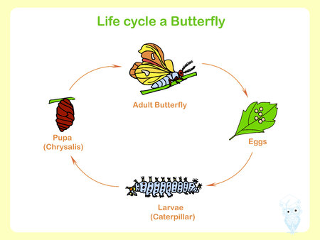 Scheme of the Life cycle a butterfly, flats design vector illustrationのイラスト素材