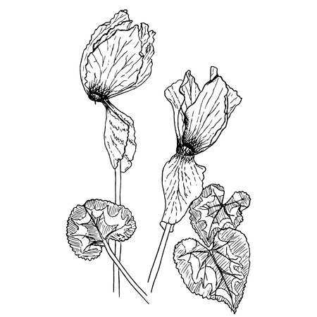 Monochrome cyclamen, hand drawn sketch of plant stock vector illustration for web, for printのイラスト素材
