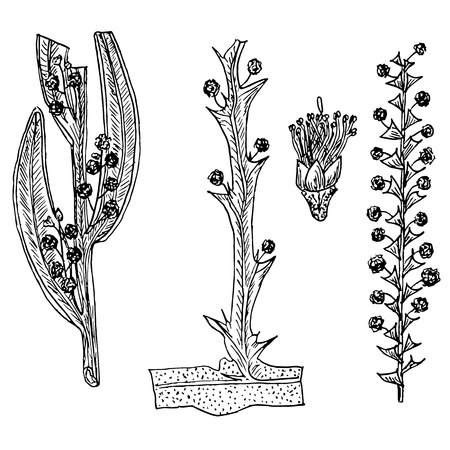 Sketch of Australian acacia filoids and flowers. Monochrome shapes of acacia framed, acacia winged, acacia deceptive for print, for web, design element stock vector illustrationのイラスト素材