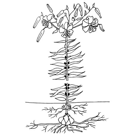 Ink sketch of lillium plant stock vector illustration for web, for print, for designのイラスト素材