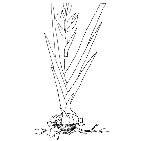 Ink sketch of gladiolus plant stock vector illustration.のイラスト素材