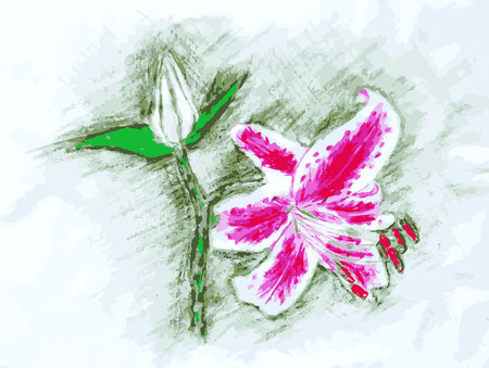 Colored pencil drawing of pink and white lilium plant, buds, flowers, leafs stock vector illustration for web, for print, for designのイラスト素材