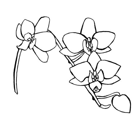 Orchid flowers sketch. Hand drawn monochrome ink stock vector illustration, design element for web, for printのイラスト素材