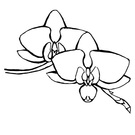 Orchid flowers sketch. Hand drawn monochrome ink stock vector illustration, design element for web, for printのイラスト素材