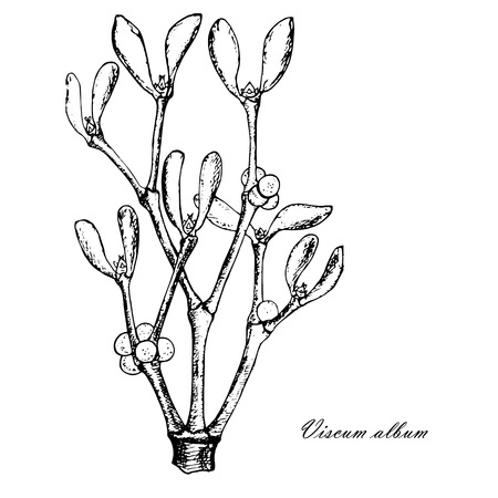 Ink sketch of mistletoe branch with leaves, fruits. Monochrome design element for web, for print stock vector illustrationのイラスト素材