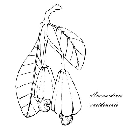 Ink sketch of Cashew tree branch with leafs, nuts. Monochrome design element for web, for print stock vector illustrationのイラスト素材