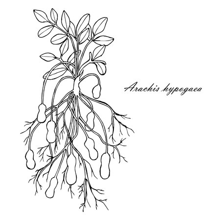Ink sketch of peanuts with leafs, nuts and roots. Monochrome design element for web, for print stock vector illustrationのイラスト素材