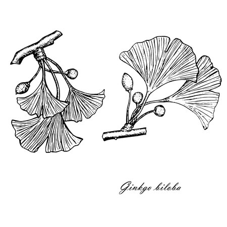 Monochrome line style ink sketch of ginkgo. Ginkgo biloba, natural hand drawn stock vector illustration for web, for printのイラスト素材