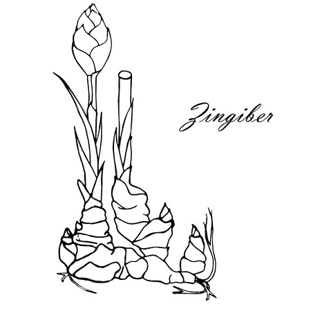 Ink sketch of Ginger plant with leaves, roots. Monochrome design element for web, for print stock vector illustrationのイラスト素材