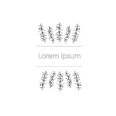 Monochrome rosemary herbs background Lorem ipsum stock vector illustration. Hand drawn stock vector illustration for web, for print, for product design, for packing designのイラスト素材