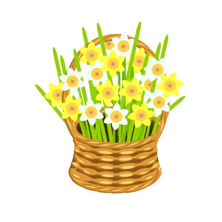Daffodeal bouqet in basket wicker with a vine. White and yellow flowers art design elements object isolated stock vector illustration for web, for printのイラスト素材