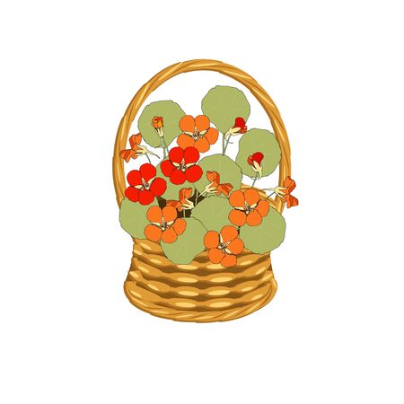 Nasturcium bouqet in basket wicker with a vine. Orange and yellow flowers art design elements object isolated stock vector illustration for web, for printのイラスト素材