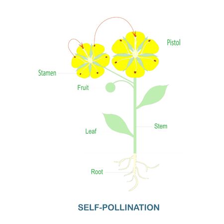 Self-pollination. Pollination of flowering plants scheme for biology botany lessons, school, college. Yellow flowers green leaves art design stock vector illustration for web, for printのイラスト素材
