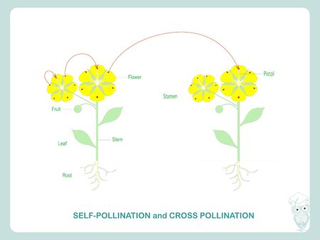 Self-pollination and cross-pollination. Pollination of flowering plants scheme for biology botany lessons, school, college. Yellow flowers green leaves art design stock vector illustration for web, for printのイラスト素材