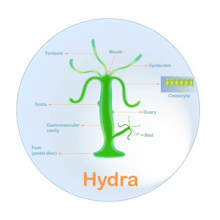 Anatomy structure scheme of hydra for school biology lessons stock vector illustrationのイラスト素材