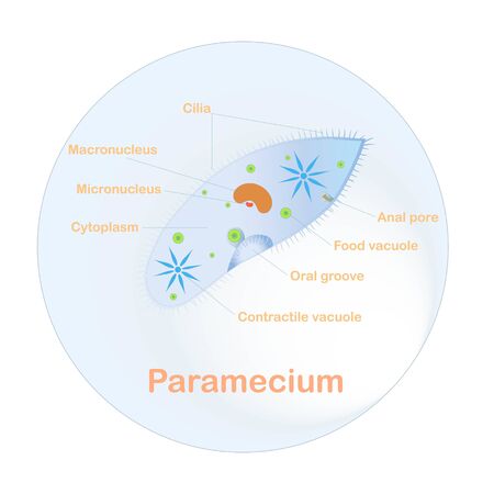 Structure scheme of Paramecium for school biology lessons stock vector illustrationのイラスト素材